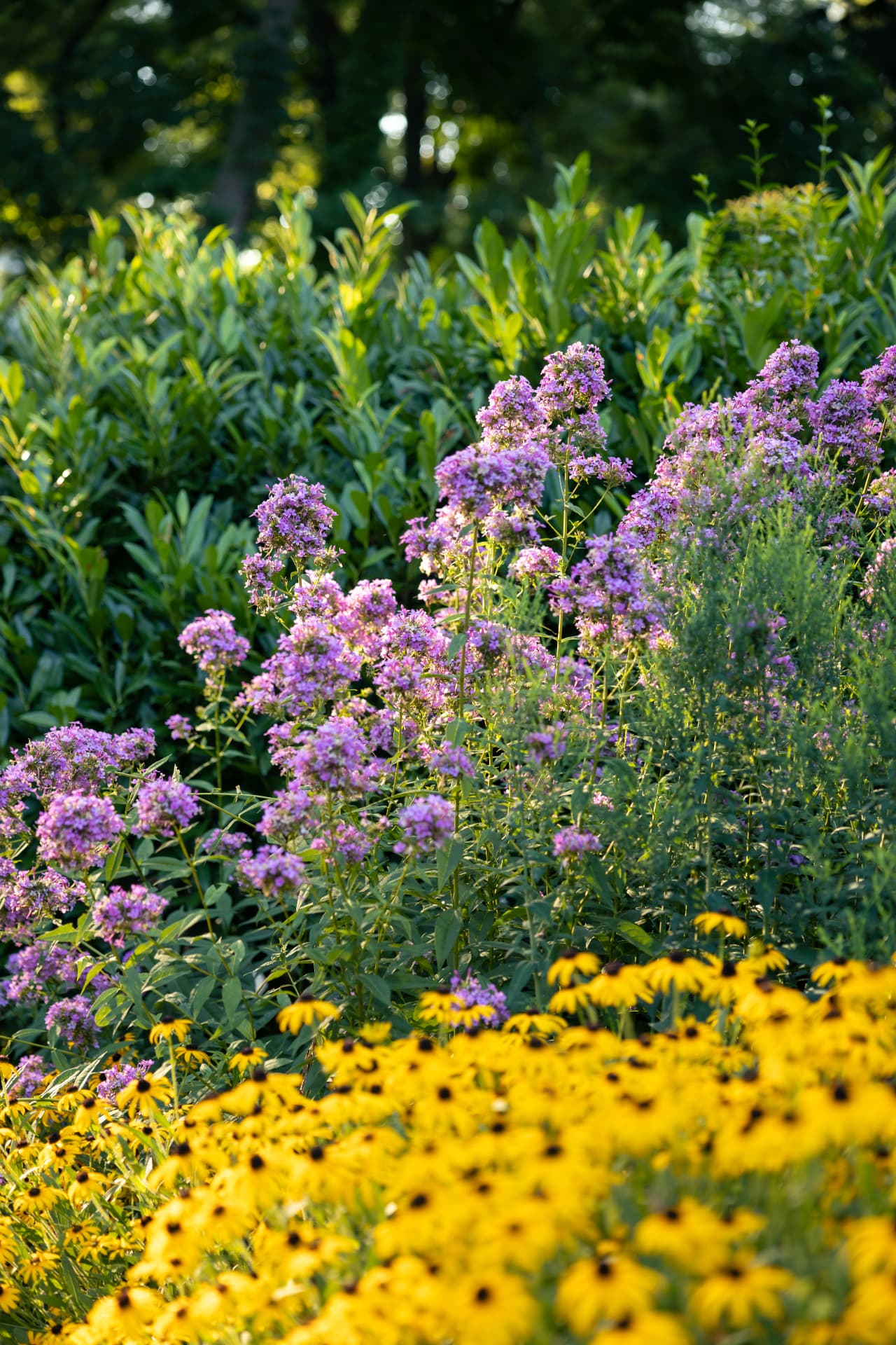 Purple flowers rising above a foreground of black-eyed Susans