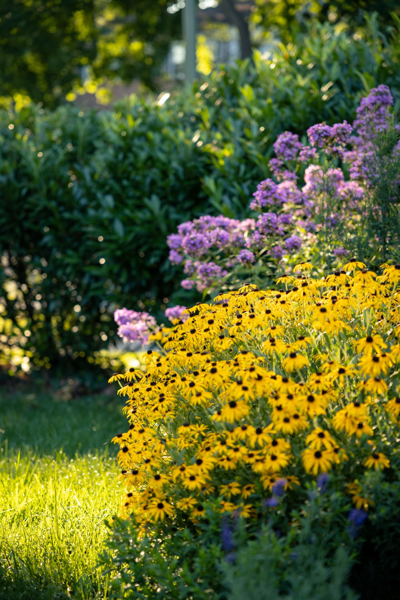 Sunlit border of yellow and purple flowers backed by deep green foliage