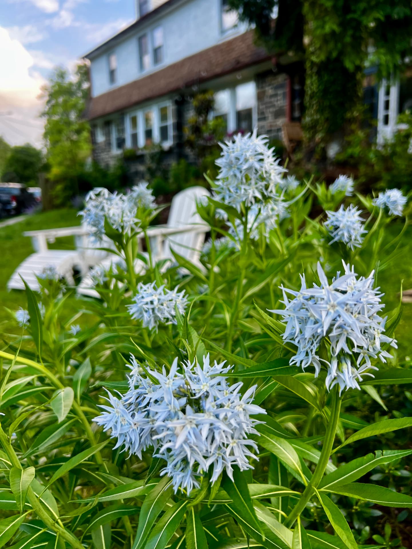 Pale blue amsonia flowers with Adirondack chairs and the house softly behind