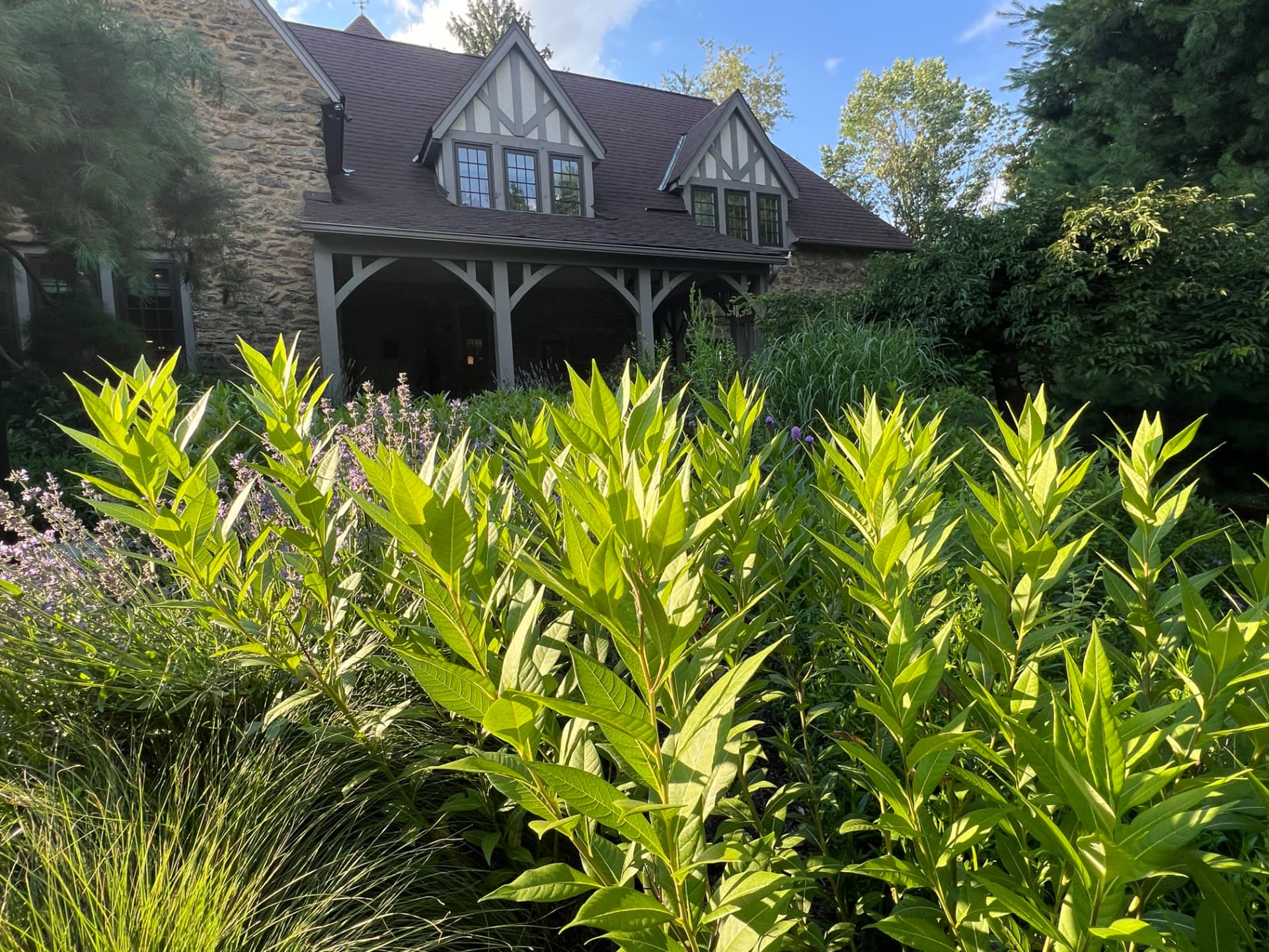 Backlit amsonia and grasses glowing in front of the stone cottage