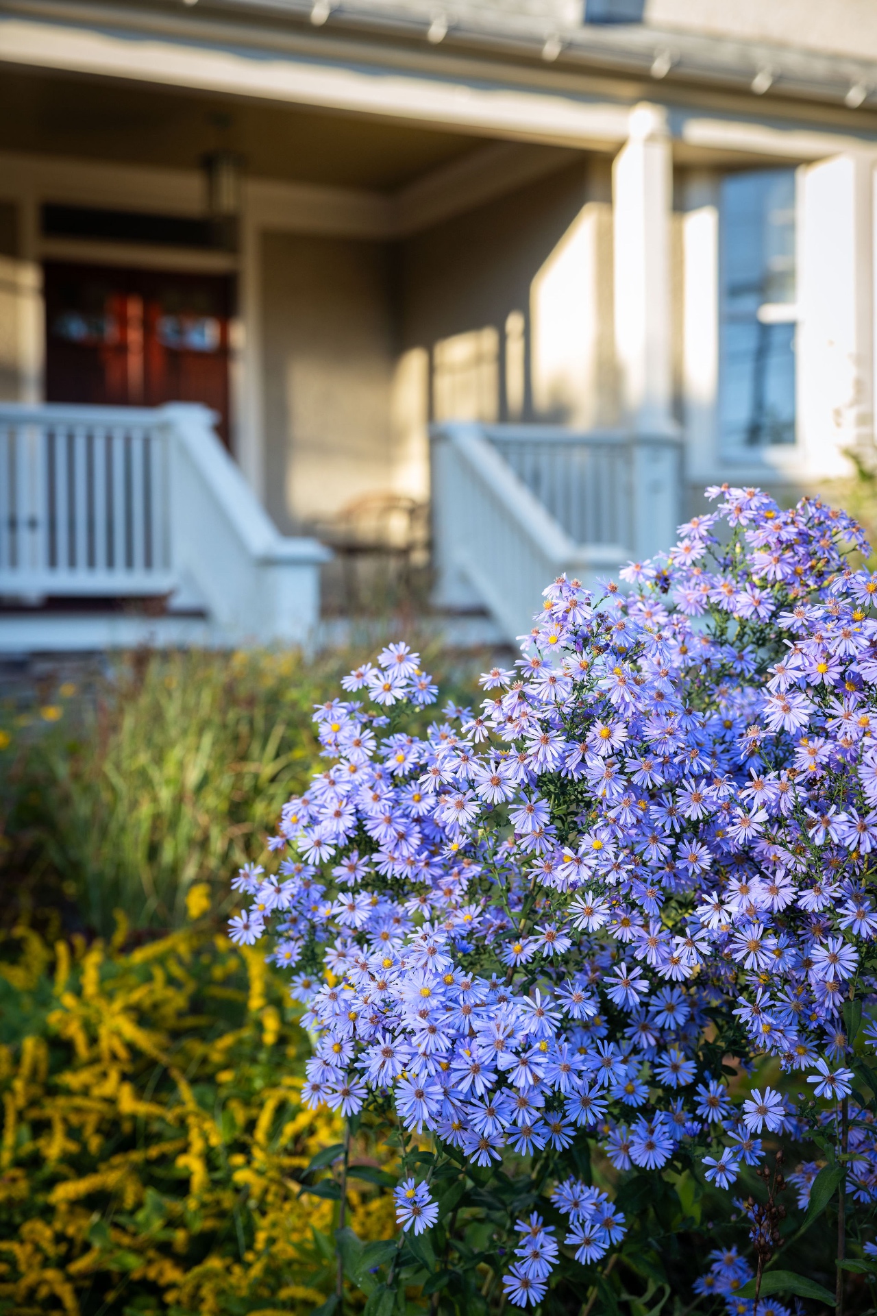 Close view of blue asters with the Bryn Mawr porch softly in the background