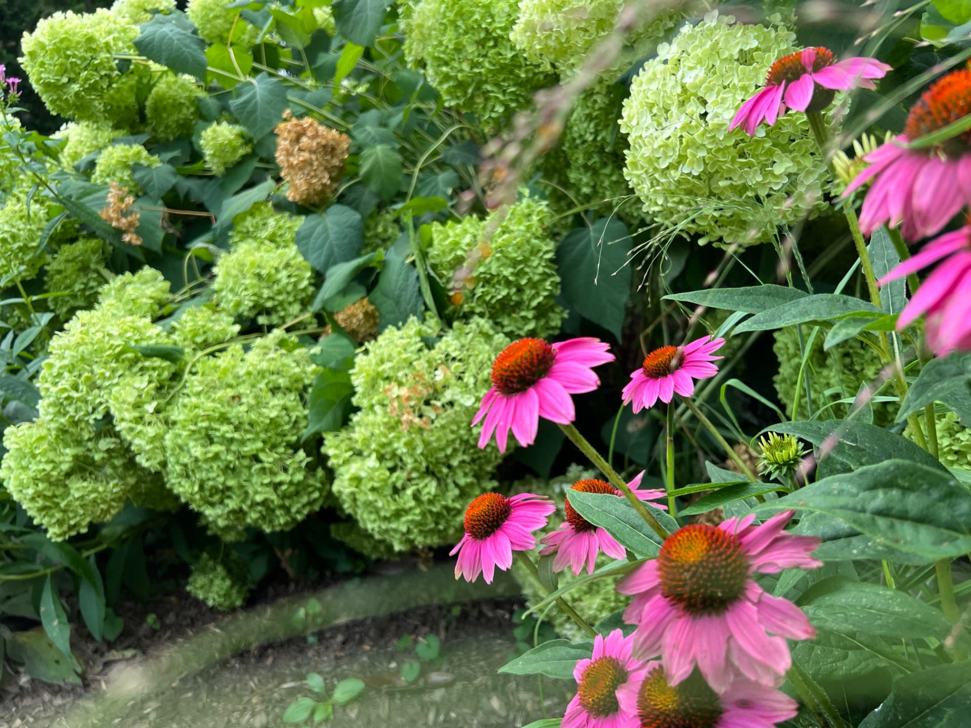 Close view of echinacea and Annabelle hydrangea flowers in a Wayne planting