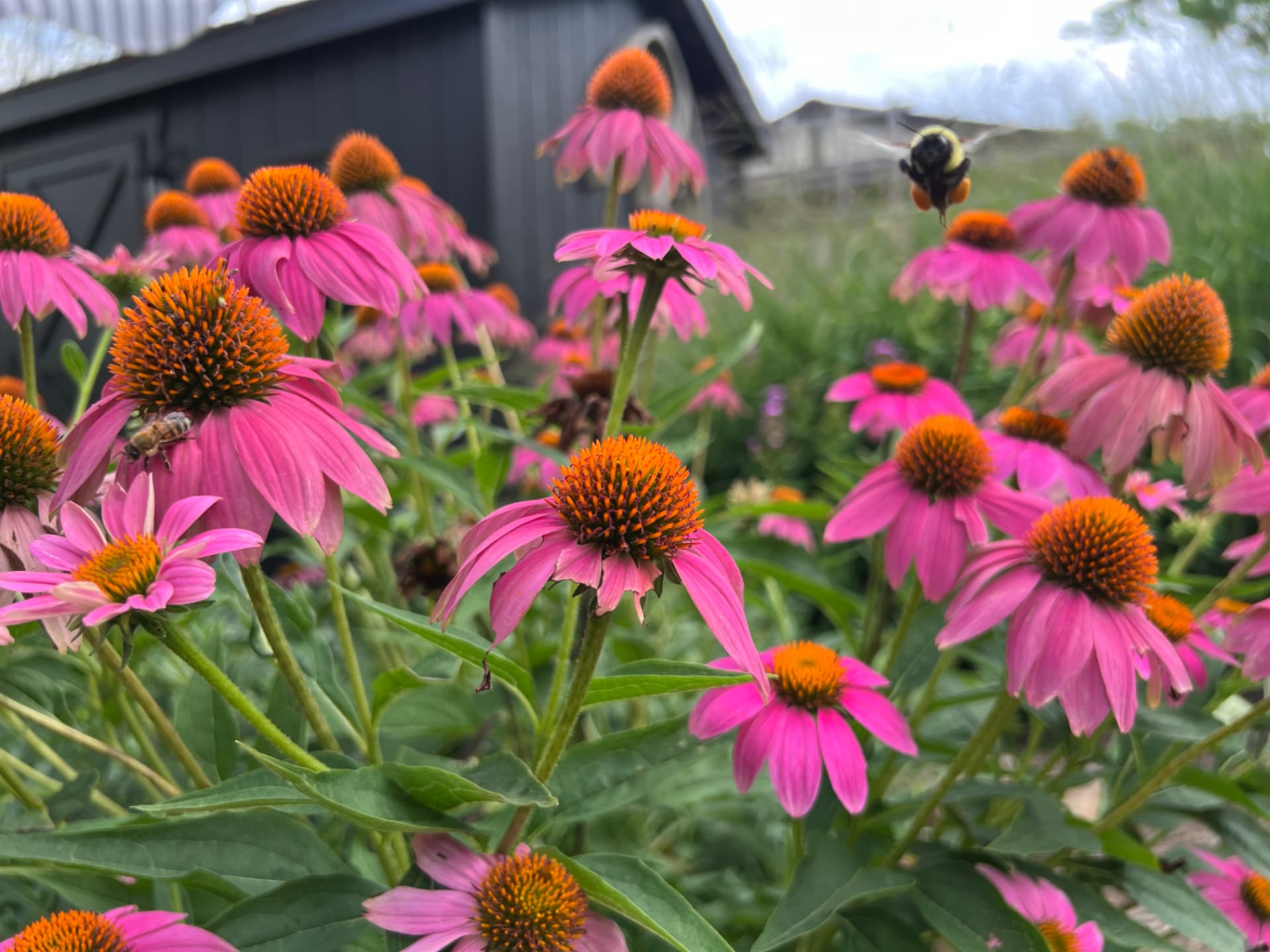 Pink echinacea in bloom with a bumble bee hovering above
