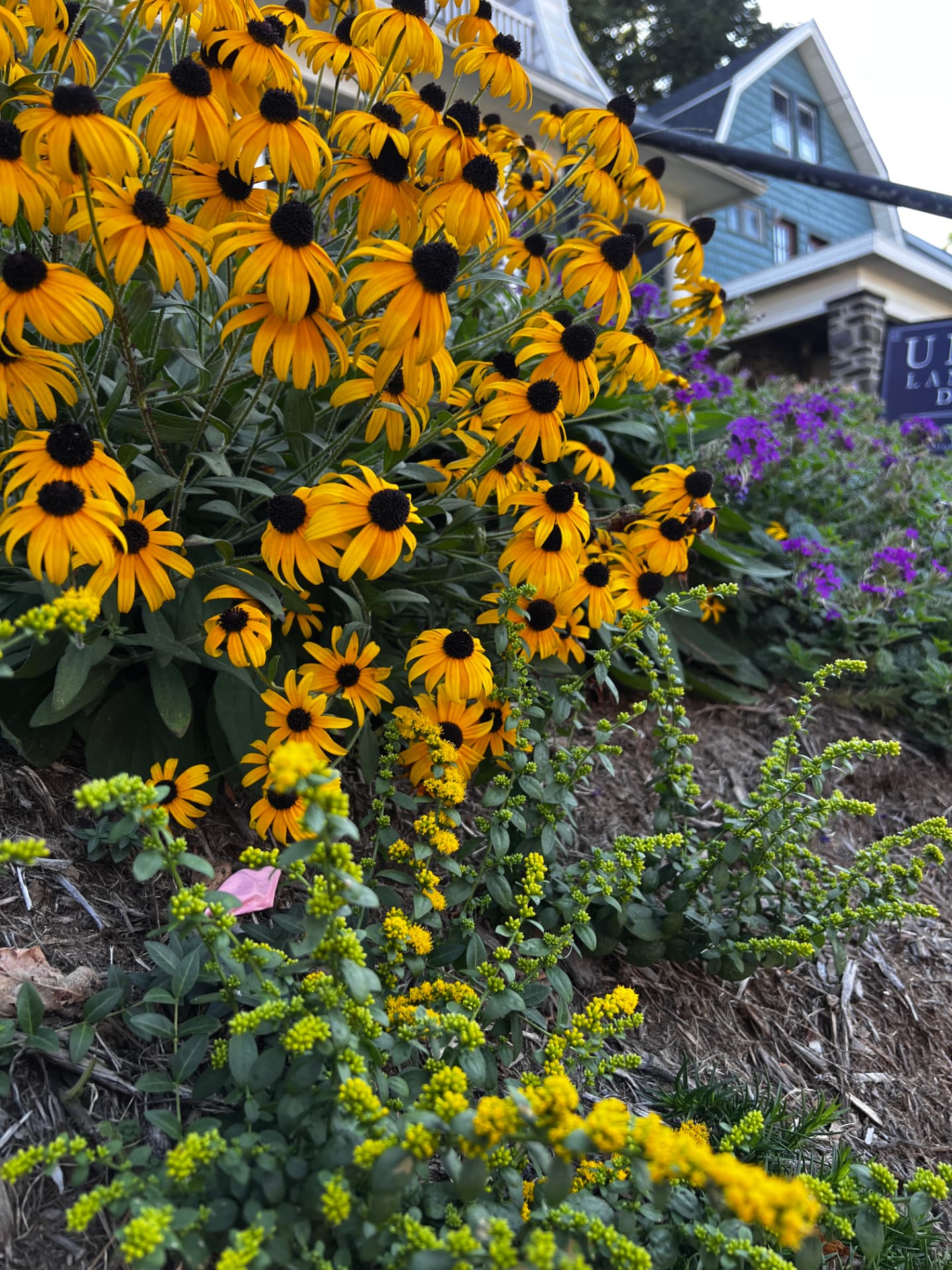 Black-eyed Susans and goldenrod flowering together in the late-summer Essex Avenue garden