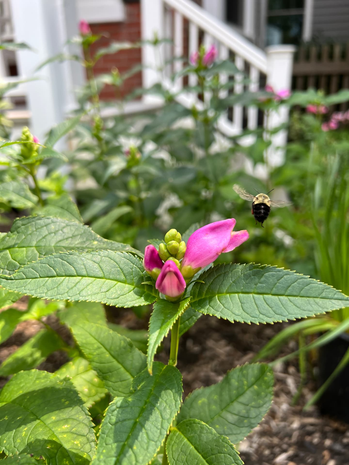 Bee hovering over a pink turtlehead flower beside the townhome porch
