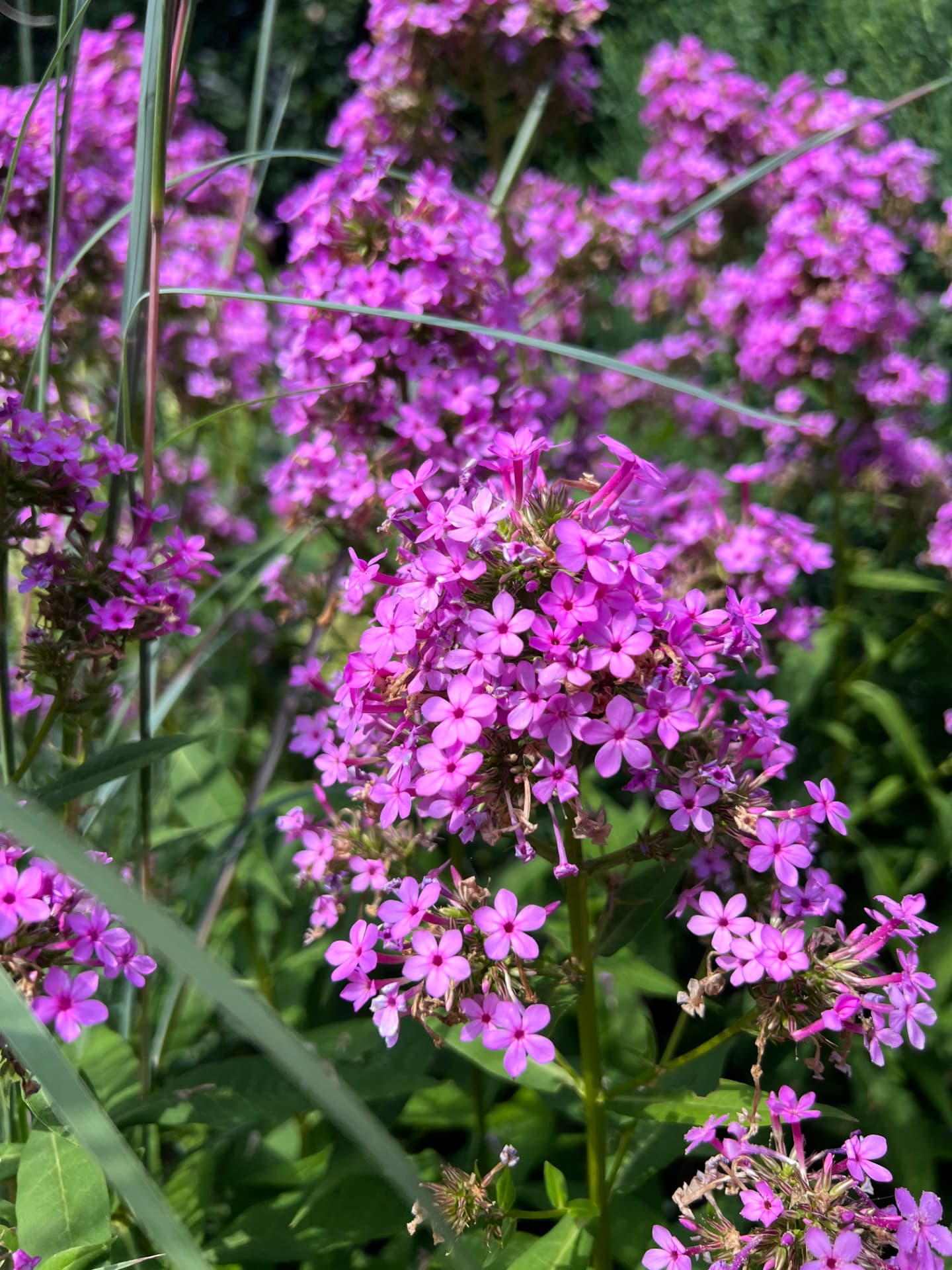 Pink phlox blooms in a sunny West Chester planting bed