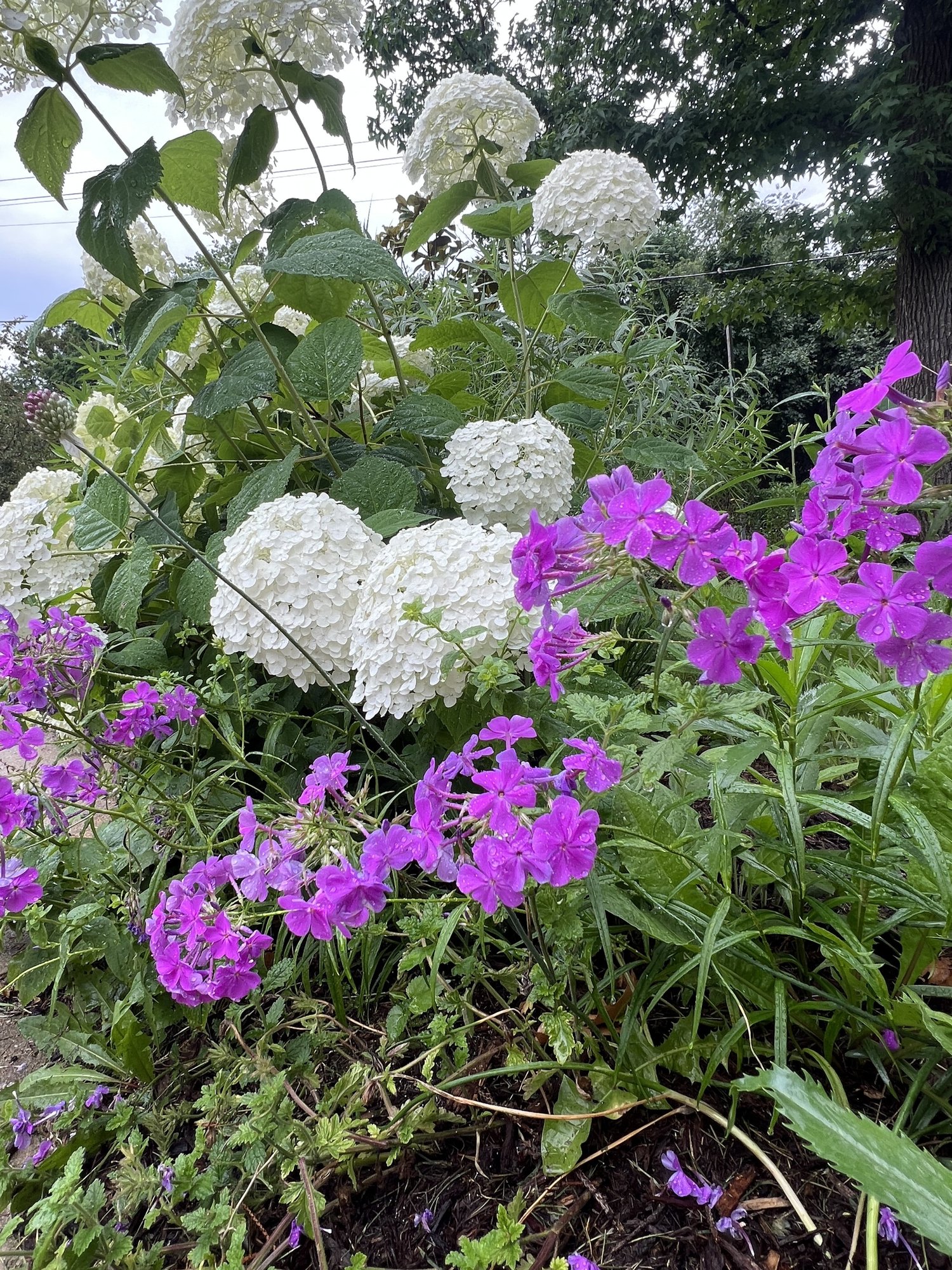 Summer Is the Season to Enjoy Your Landscape — Union Landscape Design, Philadelphia Main Line