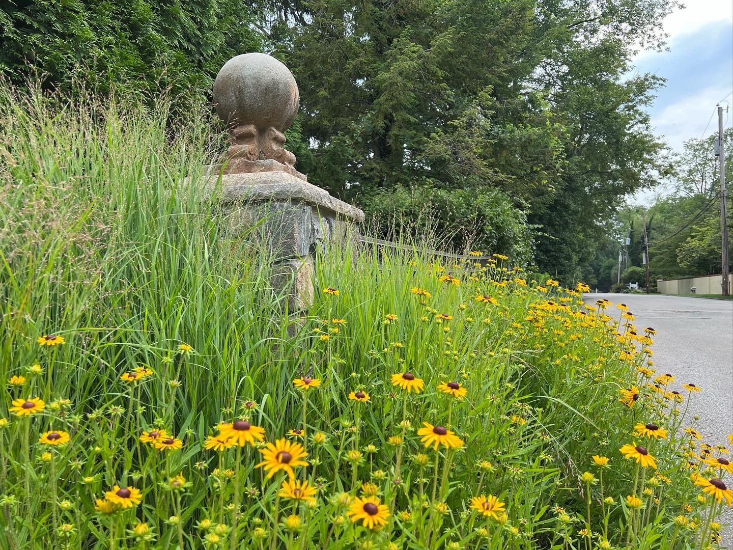 Black-eyed Susan meadow sweeping beside a stone gate and road