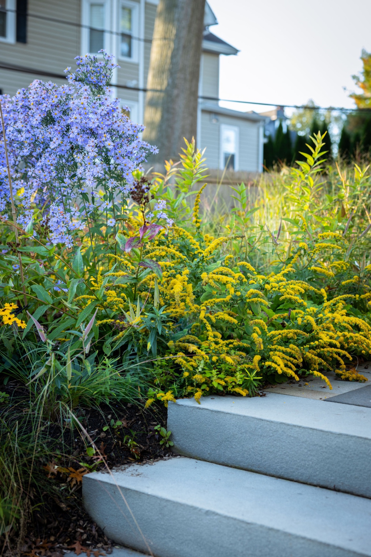 Asters and goldenrod spilling over bluestone steps in the Bryn Mawr front garden
