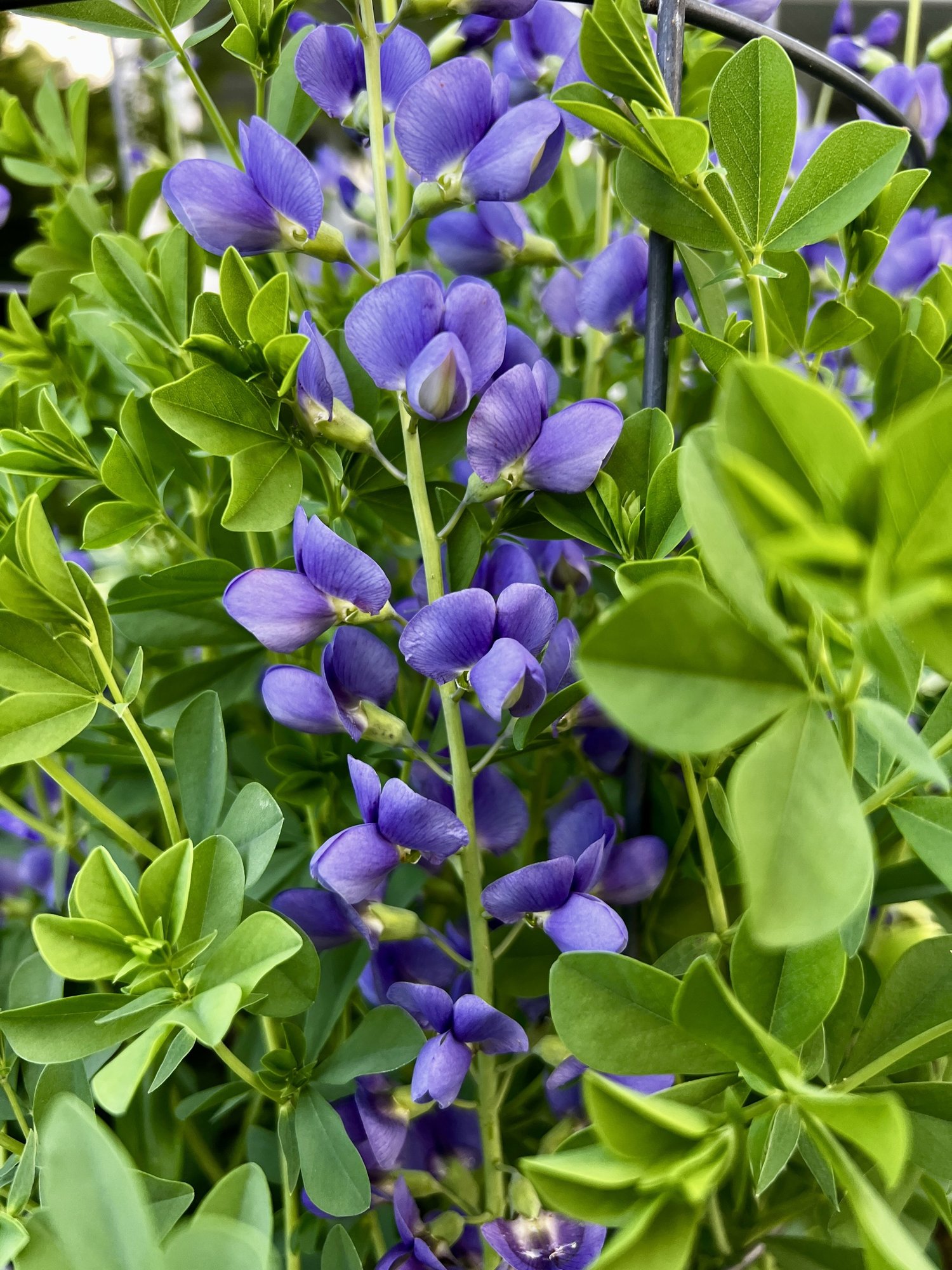 Garden Goals: Low-Maintenance Native Perennials That Steal the Show — Union Landscape Design, Philadelphia Main Line
