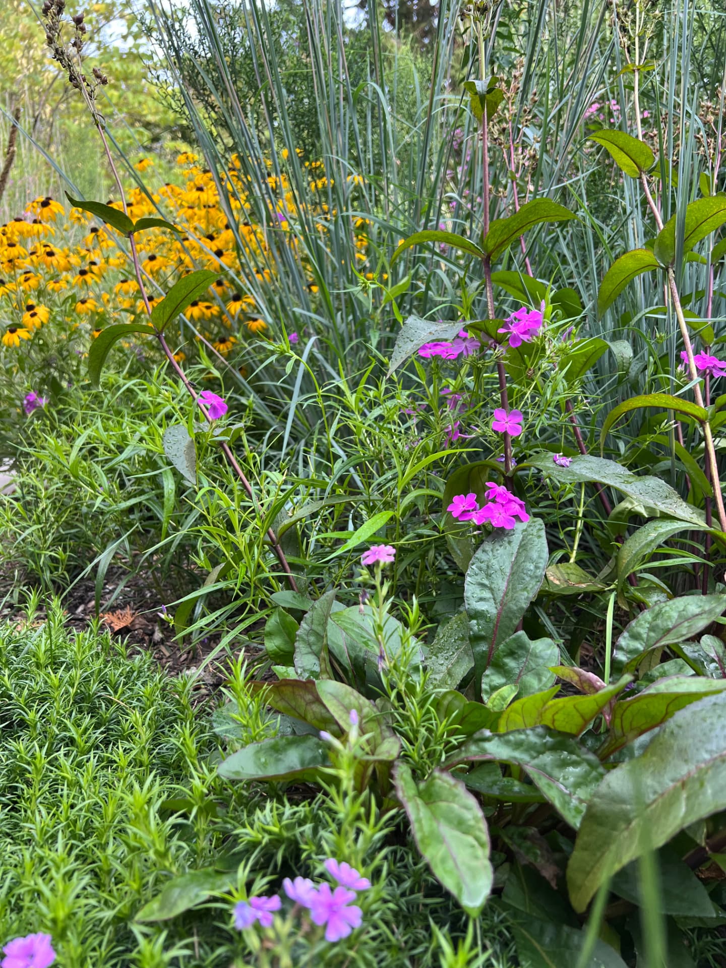 Mixed perennial border with pink flowers, ornamental grasses, and black-eyed Susans