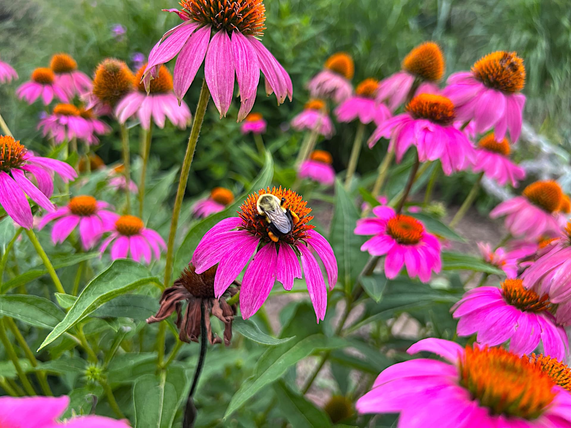 A bumble bee visiting pink echinacea flowers in a Wayne backyard planting