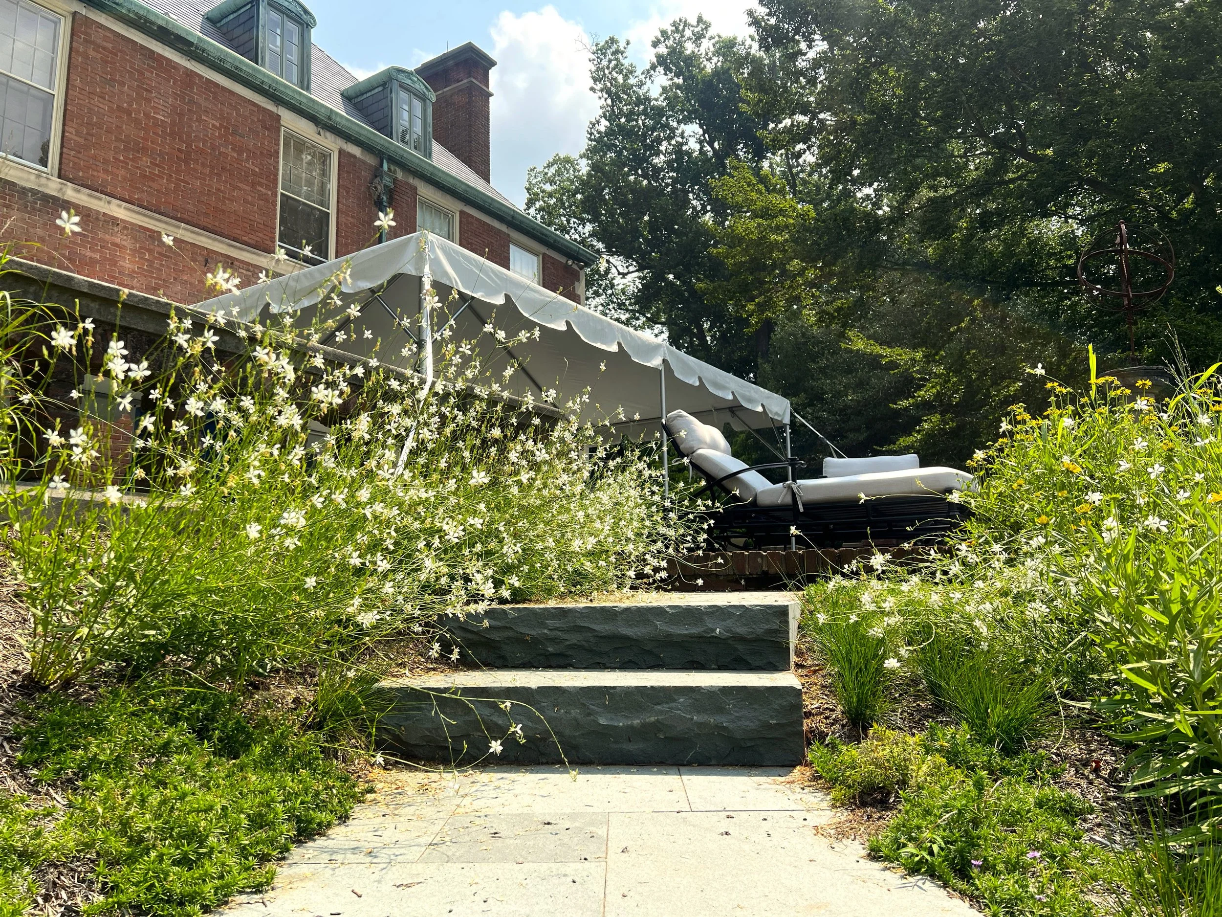 Gaura flowering beside stone steps in a Berwyn estate landscape