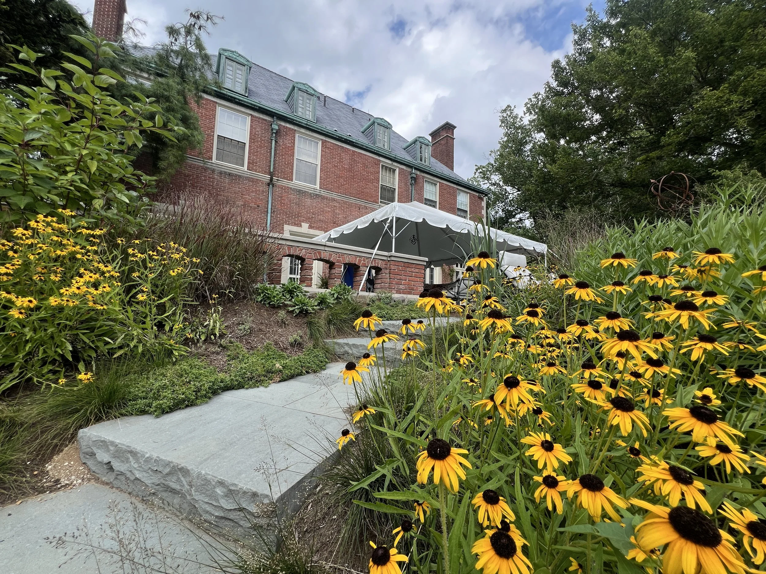 Native meadow planting on a hillside at a multi-acre Berwyn property