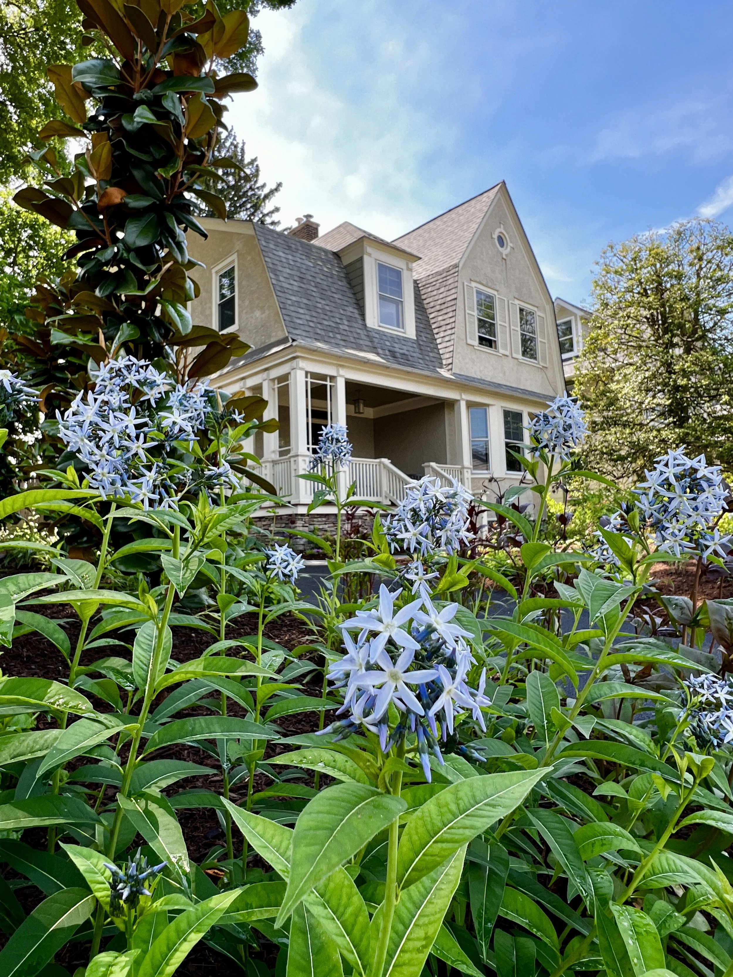 View toward the front door of a Bryn Mawr townhome through layered native planting