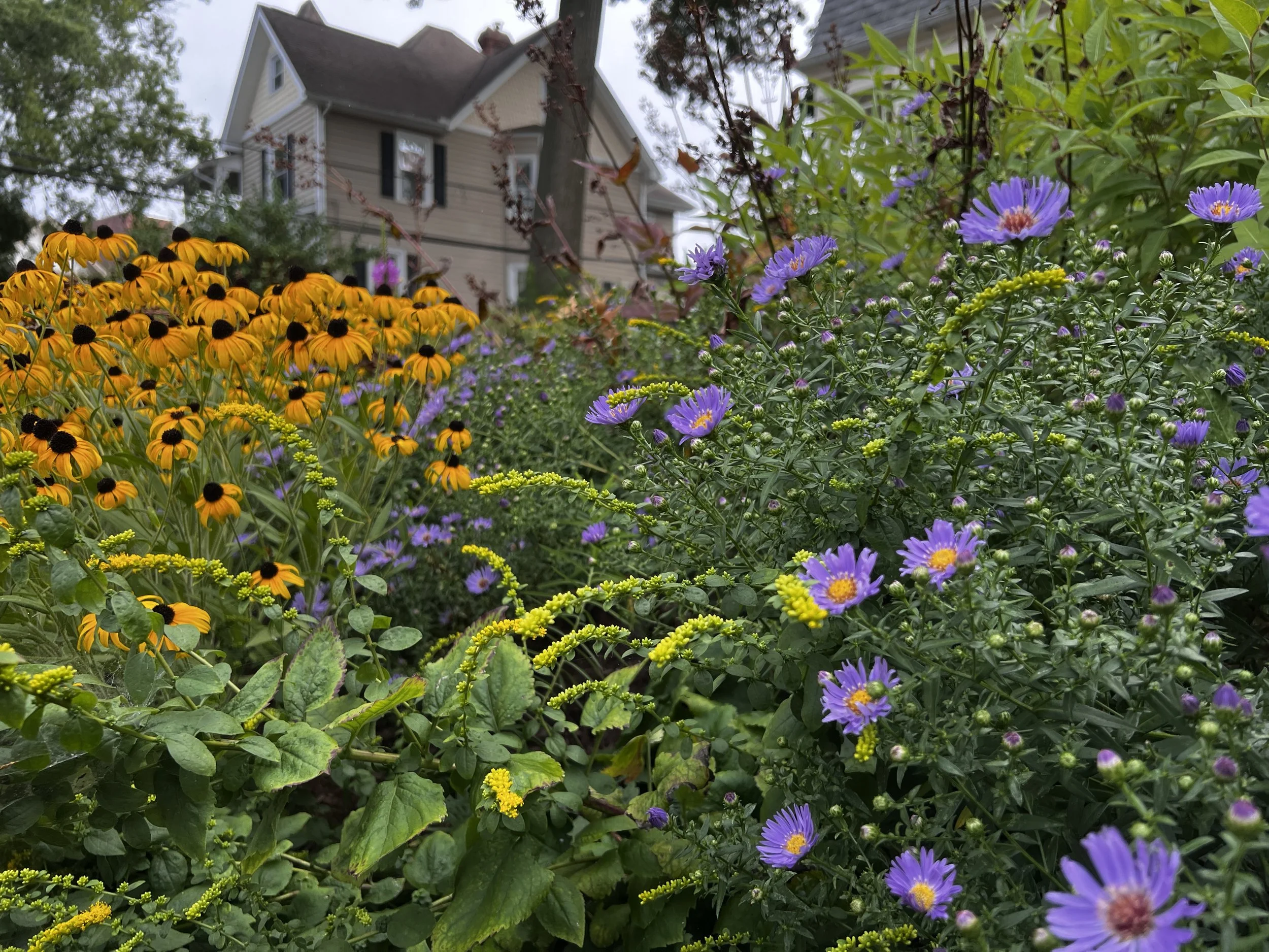 Flowering native perennials in the renovated front beds of a Bryn Mawr townhome