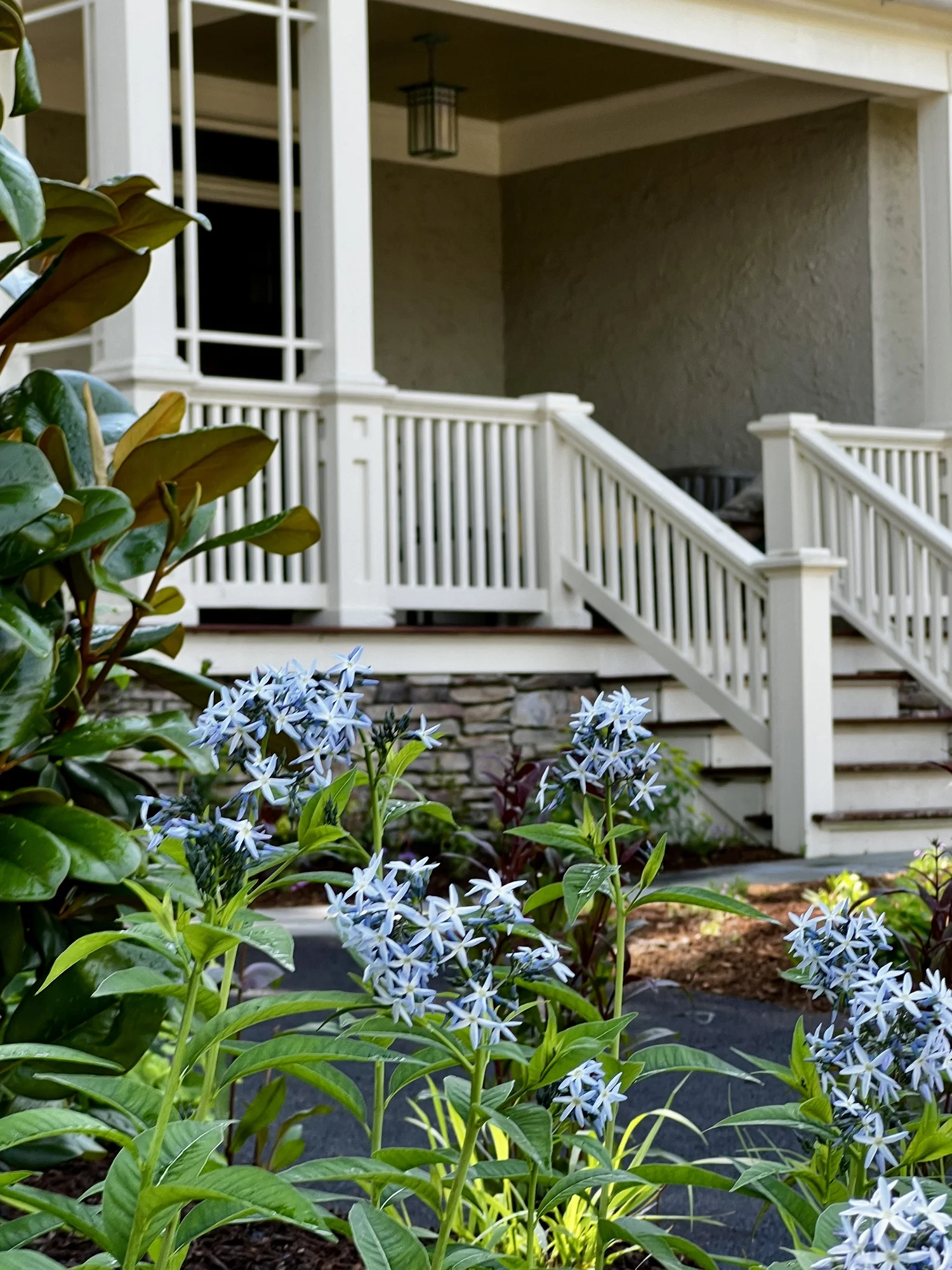 Bluestar amsonia flowering beside the front porch steps of a Main Line home