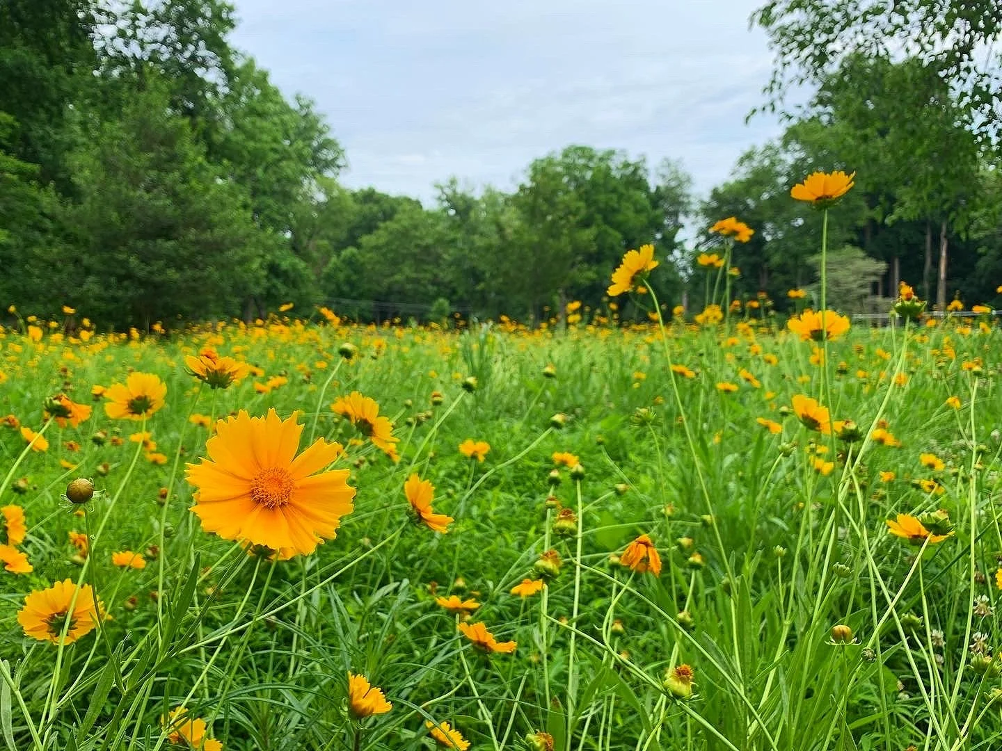Yellow coreopsis flowering across a 4.5 acre native meadow in Haverford, Pennsylvania