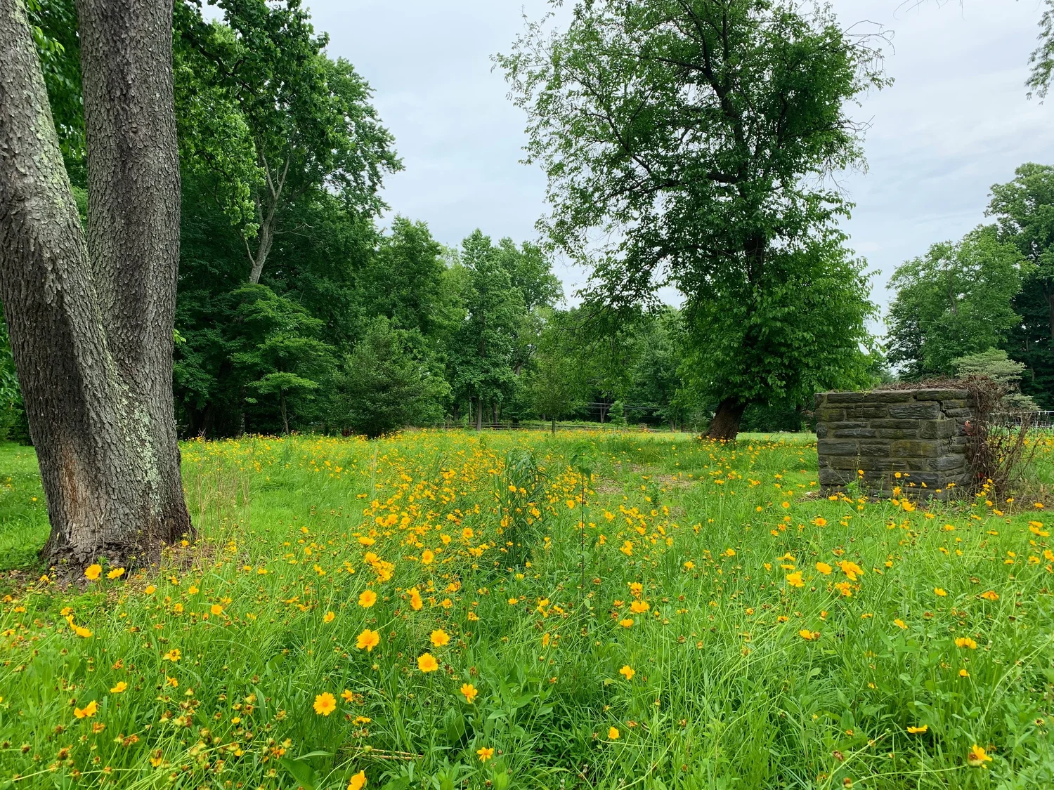 Coreopsis flowering beside old stone ruins in a Haverford native meadow