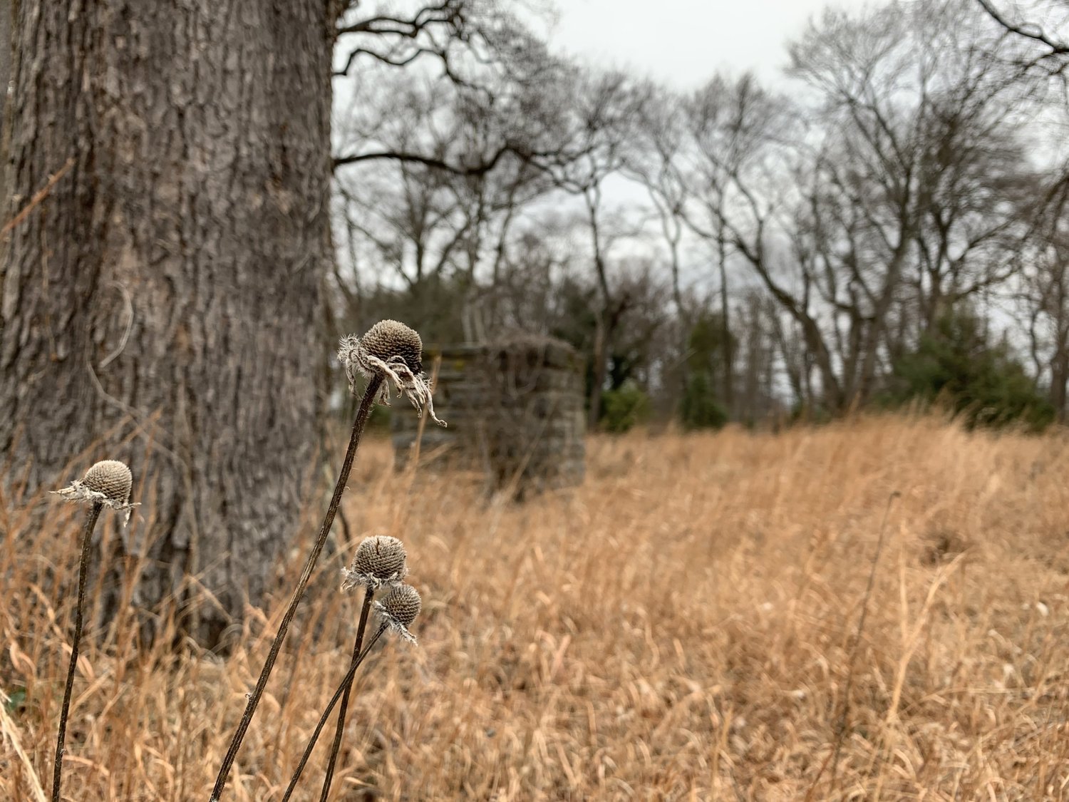 Native meadow grasses holding their winter form at a Haverford estate