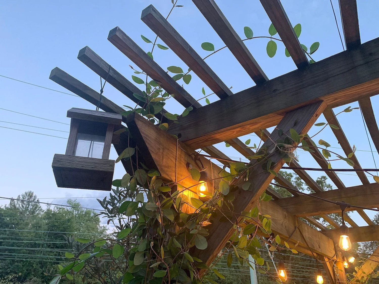 Native coral honeysuckle flowering as it climbs a pergola in Merion Station