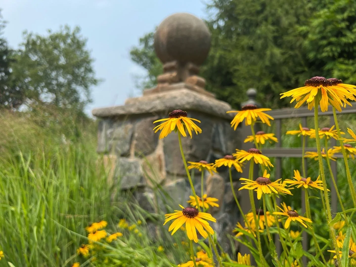 Black-eyed susans flowering against stone masonry at the entrance to a Villanova home