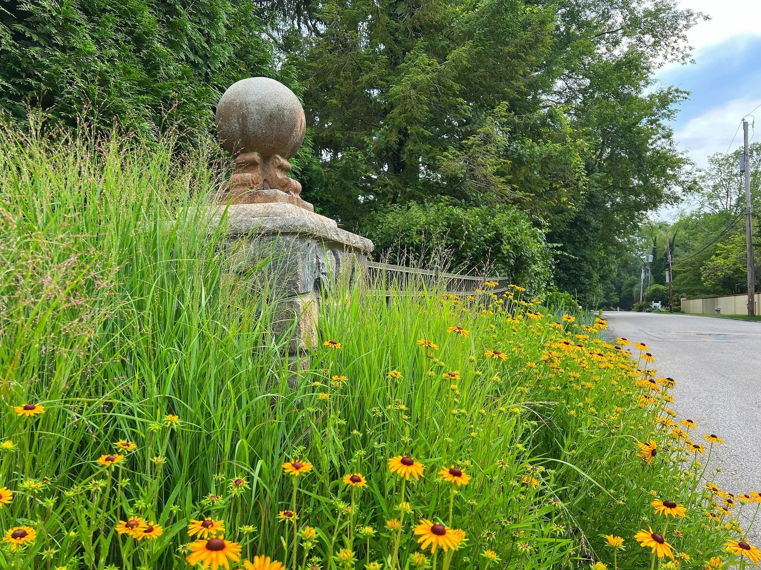Waves of switchgrass and yellow rudbeckia along a Villanova driveway in summer