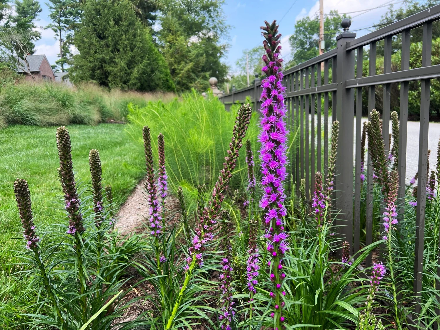 Purple blazing star liatris flowering in front of amsonia at a Villanova entrance