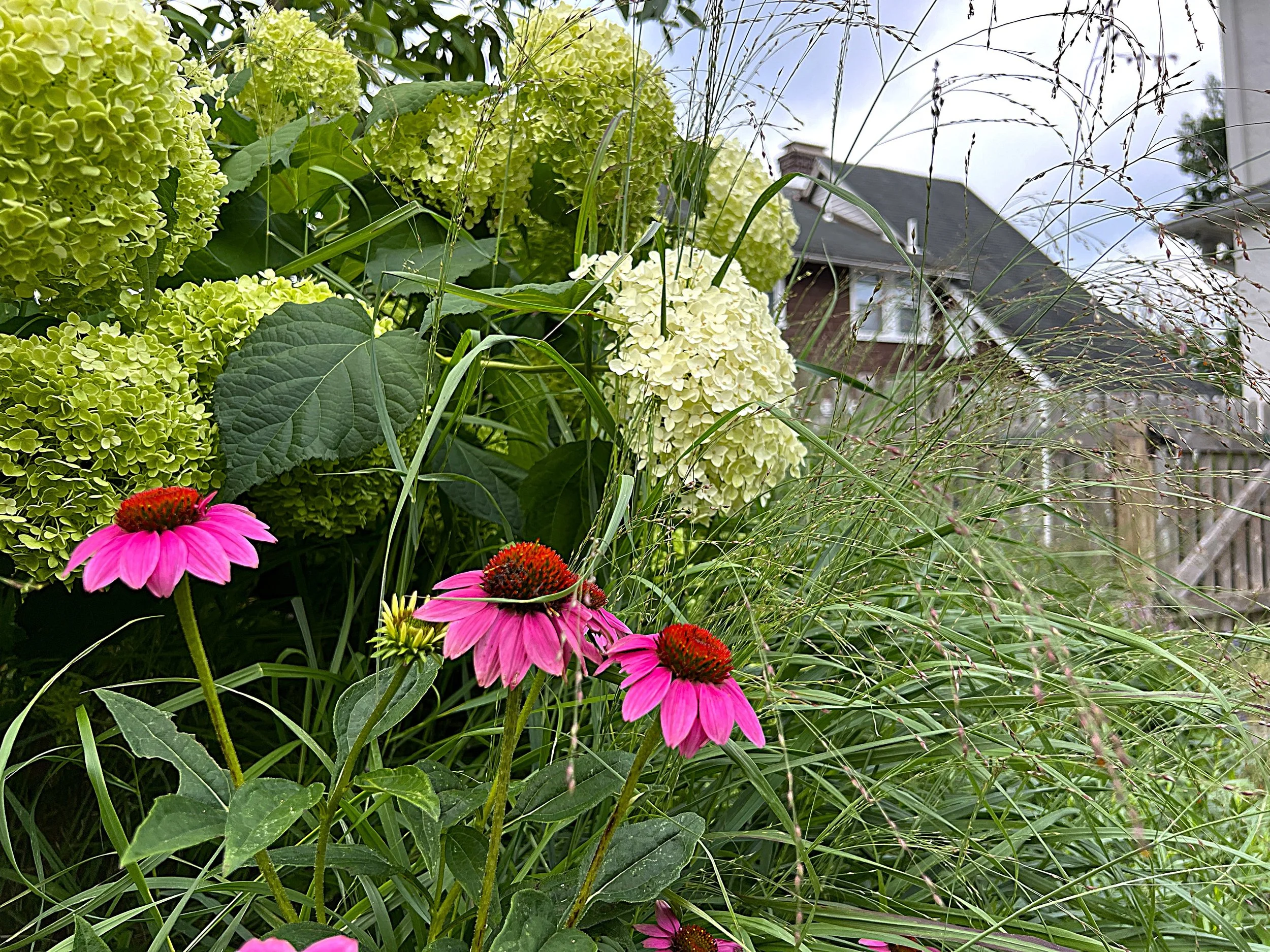Pink echinacea and white hydrangea flowering together in a Wayne backyard planting